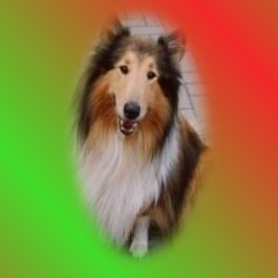 [Kondor, mein Collie]