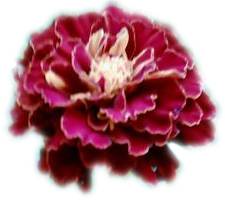 Blume